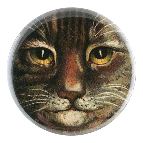 Country Cat Close Up