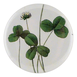 Forage Clover