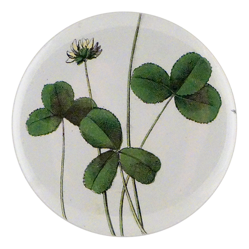 Forage Clover
