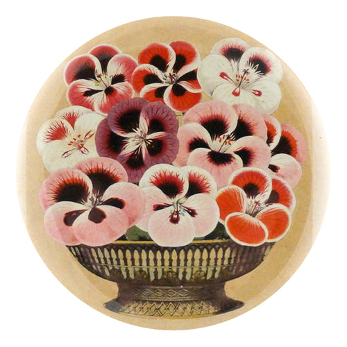 Pansy