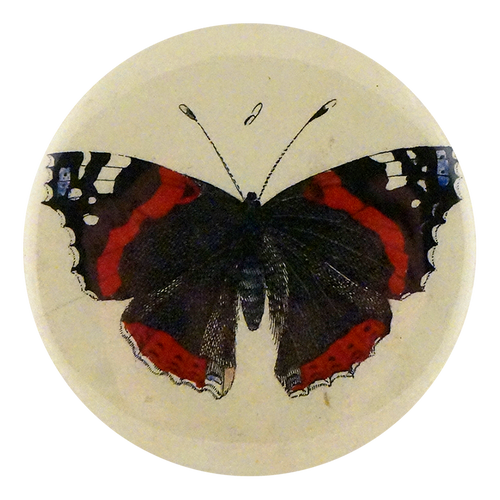 Red Admiral Butterfly