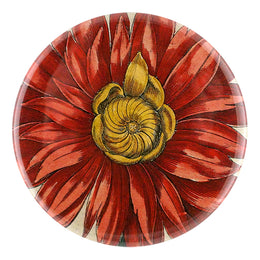 Red Anemone