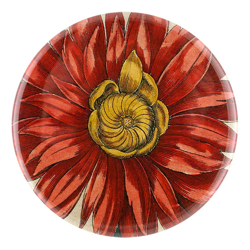 Red Anemone