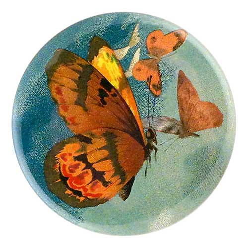 The Golden Butterfly