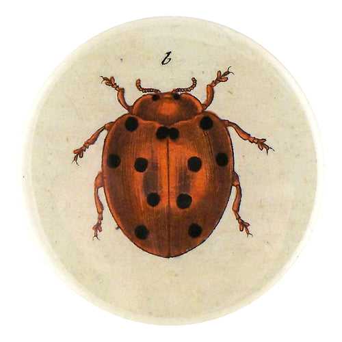 Tiny Dot Ladybug