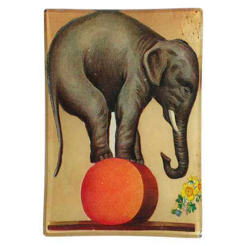 Circus Elephant