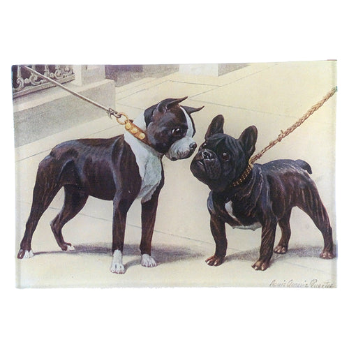 Boston Terrier & French Bulldog