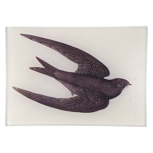 Swift (New)