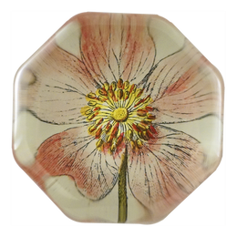 Rosa Canin