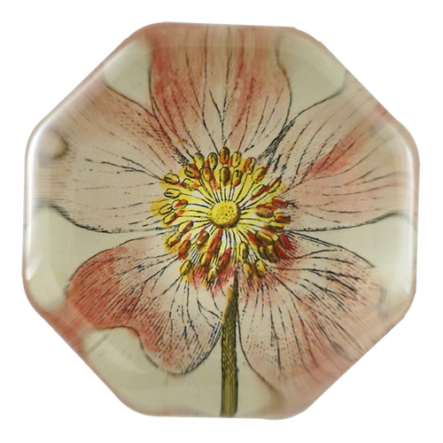 Rosa Canin