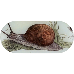 Snail