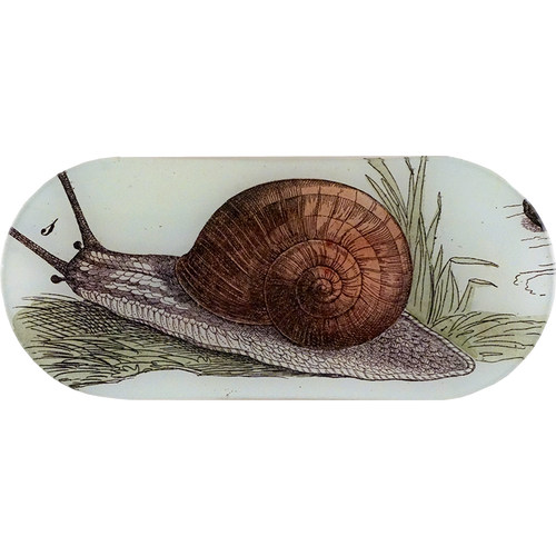 Snail