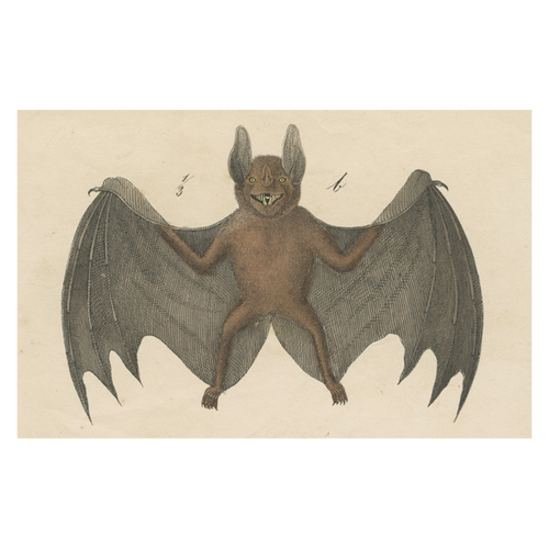 Bat