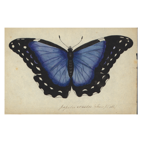Blue Butterfly