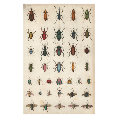 Insects