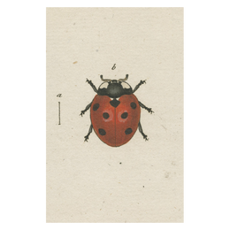 Red Ladybug
