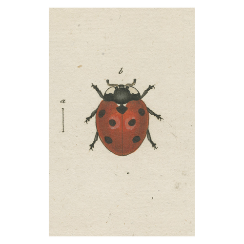Red Ladybug