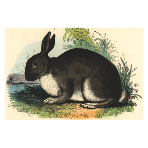 The Rabbit