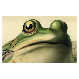 Frog Close-Up