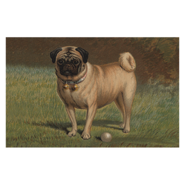 Pug & Ball