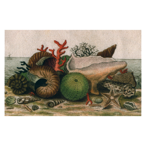 Shells