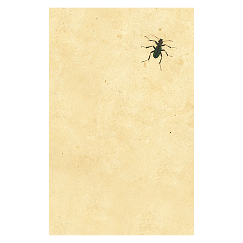 Dark Bug