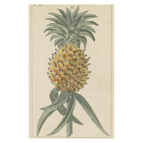 Pineapple