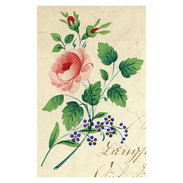 Rose Spray