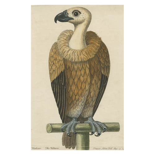 Vulture