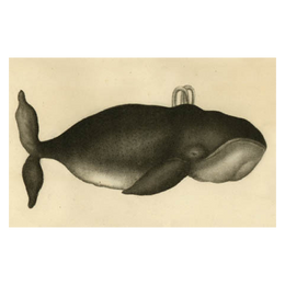 Whale