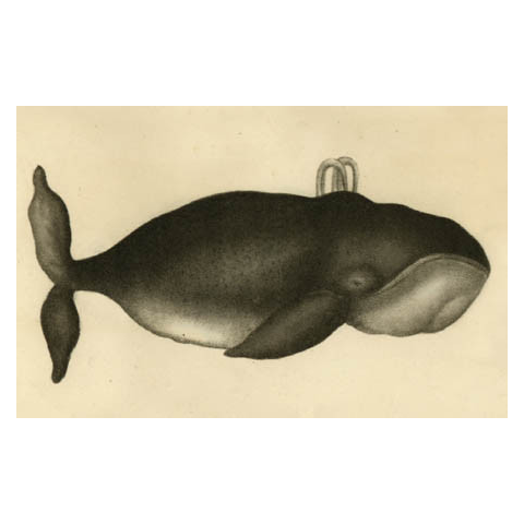 Whale