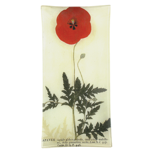 Red Poppy