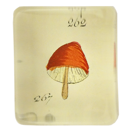 Orange Mushroom