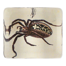 Spider Q.