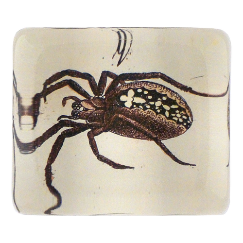 Spider Q.