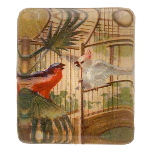 Curious Birds