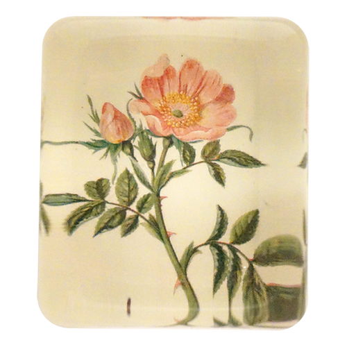 Dog Rose