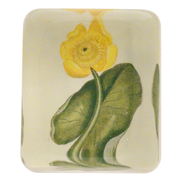 Yellow Water Lily