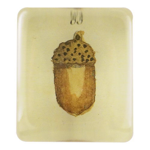 Acorn
