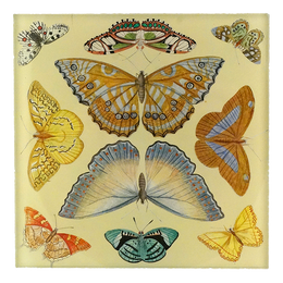 Butterfly Collection