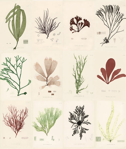 Sea Plants