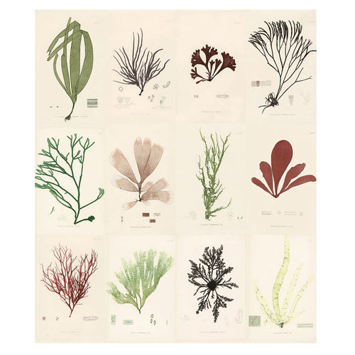 Sea Plants