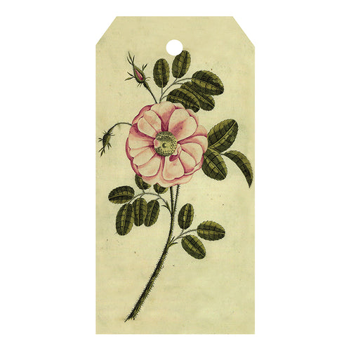 Painted Rose