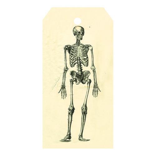 Skeleton