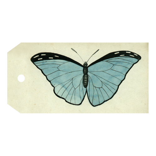 Blue Butterfly