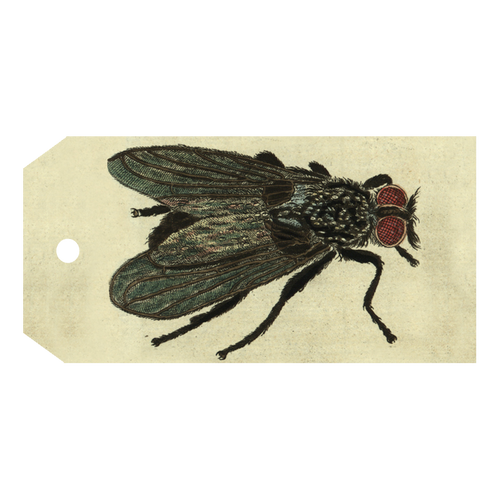 Fly