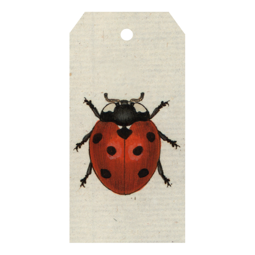 Red Ladybug