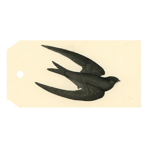 Swift Bird (Swallow)