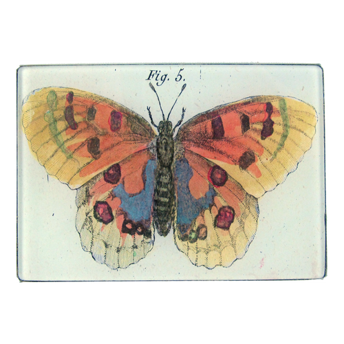 Orange Butterfly