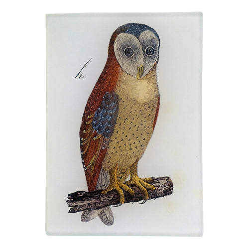 An Owl